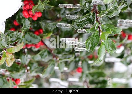 A close-up vertical shot of icicles and holly tree berries. Stock Photo