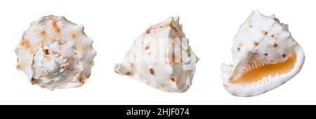 Large horned helmet shell isolated on a white background. Cassis cornuta. Beautiful sea snail mussel. Solid heavy seashell of marine gastropod mollusc. Stock Photo