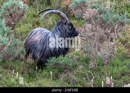 Wild Goat Stock Photo