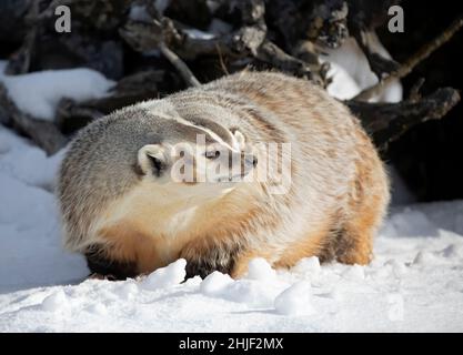 American badger (Taxidea taxus) walking in the winter snow. Stock Photo