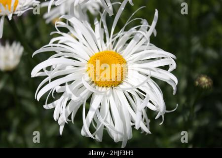 Leucanthemum × superbum 'Phyllis Smith’, Shasta daisy 'Phyllis Smith ...