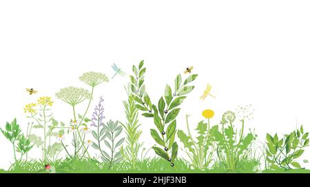 Plants and herbs - illustration vector Stock Vector