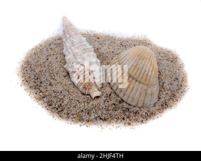 Seashell and sand isolated on white background Stock Photo