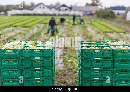 Letuce heads in wooden baskets after manual harvest on organic letuce farm. Agriculture and ecological farming concept. Stock Photo