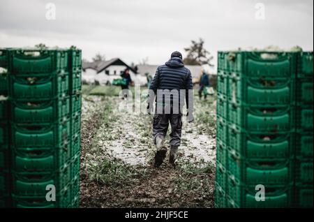 Letuce heads in wooden baskets after manual harvest on organic letuce farm. Agriculture and ecological farming concept. Stock Photo