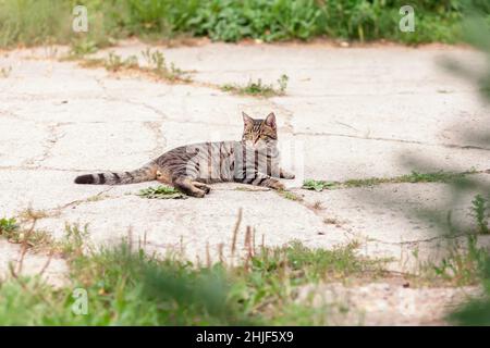 Domestic tabby cat lying down on stone path outdoors at summer Stock Photo