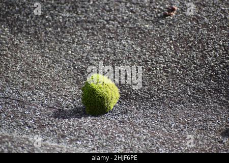 green moss ball on a roof Stock Photo