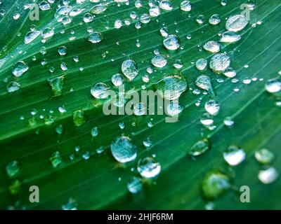 close-up of dew drops lie on plant leaves Stock Photo
