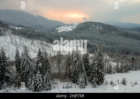 Aerial winter landscape with spruse trees of snow covered forest in cold mountains in the evening. Stock Photo