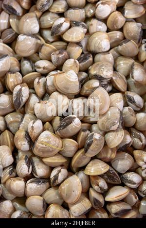 Clams on sale at a market in the Old Quarter of Hanoi, Vietnam, Southeast Asia Stock Photo