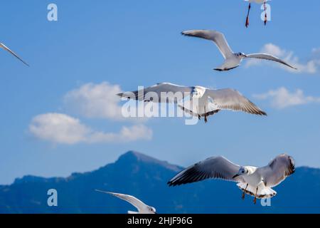 Limenas, Thassos, Greece - Seagulls accompany the ferry Thassos Sea Lines to Limenas. The capital of the island of Thassos is a popular destination fo Stock Photo