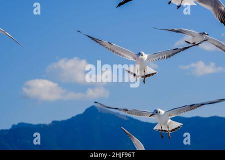 Limenas, Thassos, Greece - Seagulls accompany the ferry Thassos Sea Lines to Limenas. The capital of the island of Thassos is a popular destination fo Stock Photo