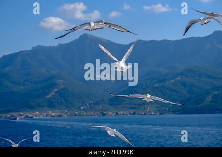 Limenas, Thassos, Greece - Seagulls accompany the ferry Thassos Sea Lines to Limenas. The capital of the island of Thassos is a popular destination fo Stock Photo