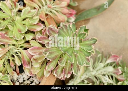 Beautiful Euphorbia Ritchiei or Tricolor Jade Plant, A spreading Evergreen Plant in Succulent and Cactus Garden. Stock Photo