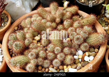 Beautiful Mammillaria Elongata, Gold Lace Cactus or Ladyfinger Cactus Plant  for House and Garden Decoration Stock Photo - Alamy