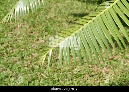 Garden and Plant, Dioon Edule Plants or Chestnut Dioon Palm Decoration in The Beautiful Garden. A Succulent Plants with Thick and Fleshy Leaves with S Stock Photo