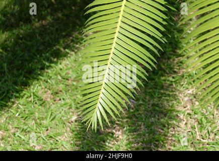 Garden and Plant, Dioon Edule Plants or Chestnut Dioon Palm Decoration in The Beautiful Garden. A Succulent Plants with Thick and Fleshy Leaves with S Stock Photo