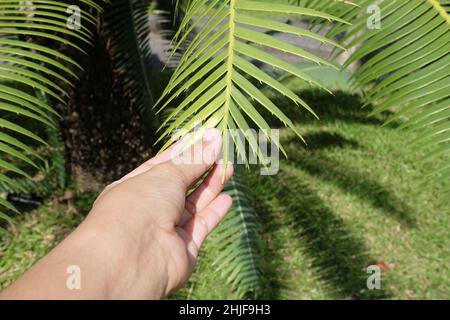 Gardener Holding Carefully Dioon Edule Plants or Chestnut Dioon Palm. A Succulent Plants with Thick and Fleshy Leaves with Sharp Thorns. Stock Photo