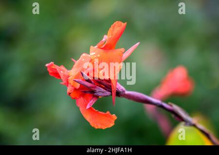 Red flowers of Canna indica, commonly known as Indian shot, African arrowroot, edible canna, purple arrowroot or Sierra Leone arrowroot, in soft focus Stock Photo