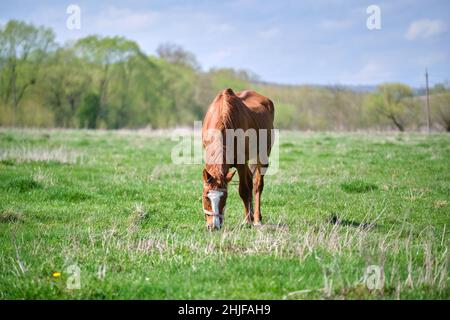 Curated visual reference: Visual Reference: Thin Chestnut Horse Eating Grass While Grazing On Farm Grassland