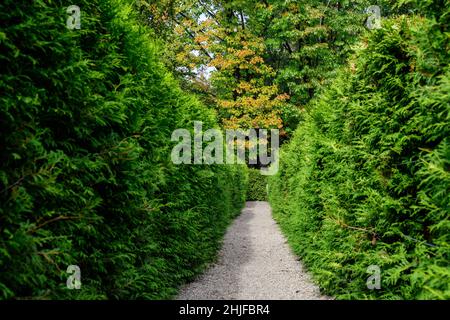 Textured natural background of many green leaves of thuja trees growing as shrubs that grow in a hedge or hedgerow in sunny spring garden Stock Photo