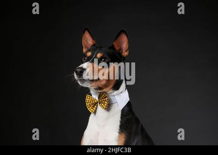 Serious and funny dog of african basenji breed wearing bow tie isolated against black background. Copy space. Stock Photo