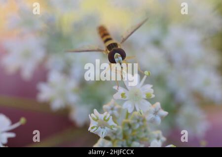 Hover fly Episyrphus baleatus foraging on flower Stock Photo