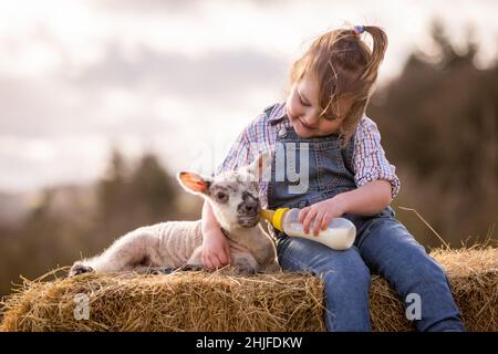 Arley, Worcs, UK. 29th Jan, 2022. Two year old Myla May Mills attempts to feed Jubilee, a one day old lamb, on her fanily's farm in Arley, Worcestershire. The newborn lamb was named Jubilee in honour of this year being The Queen's Platinum Jubilee. Credit: Peter Lopeman/Alamy Live News Stock Photo