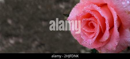 Closeup view of pink rose with deposited dew drops. Stock Photo