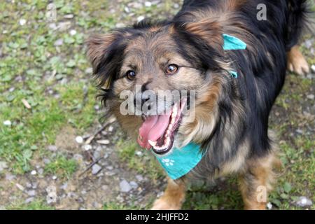Portrait of a smiling long-haired mongrel dog wearing a green handkerchief around its neck. Photo taken outside, the dog is looking towards the lens, Stock Photo