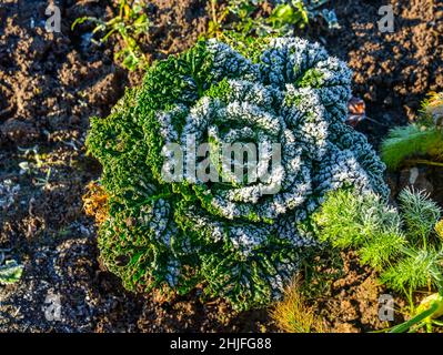 Close up of a rimed Savoy cabbage plant (Brassica oleracea) Stock Photo