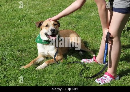 A pitbull mix is stroked by a child. The dog lies on the grass and is happy. The child holds the leash and strokes him on the head. Stock Photo