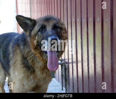 Portrait of an old German Shepherd dog without one ear (after ear amputation). In the background there is a fence with rails. Stock Photo