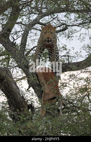 Closeup of a young male leopard standing over an impala kill in a tree in South Africa Stock Photo