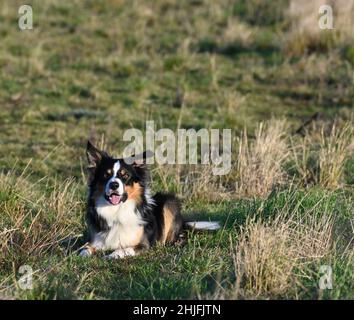 Welsh Border Collie laid in field Stock Photo