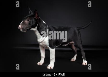 Male purebred dog of miniature bull terrier breed of black and white color standing isolated on black background Stock Photo