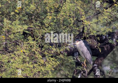 Black-Crowed Night heron (Nycticorax nycticorax) bird perching on tree. Stock Photo