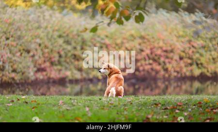 Lonely little dog of shiba inu breed sitting and waiting for owner at nature in park in autumn Stock Photo