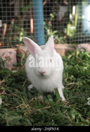 Young white rabbit sitting on grass in garden Stock Photo