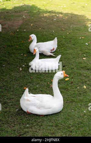 Flock of three white geese overlap on lawn Stock Photo