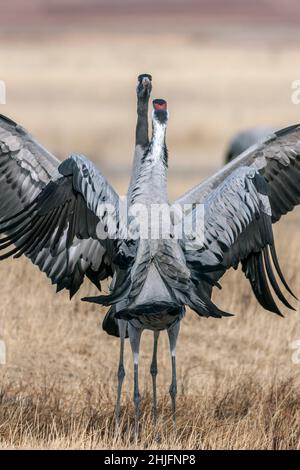 Two common cranes, Grus grus at Gallocanta, Aragon, Spain Stock Photo