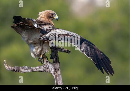 Booted eagle, Hieraaetus pennatus Stock Photo