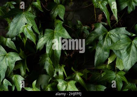 Beautiful closeup textured vine background for presentations. Foliage. Stock Photo