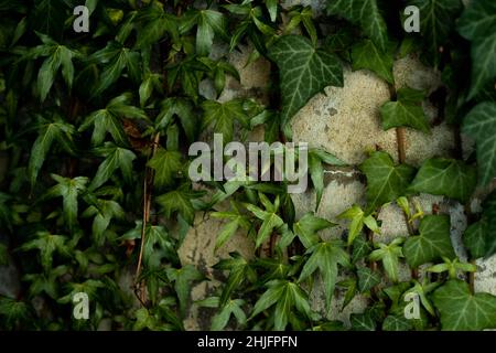 Beautiful closeup textured vine background for presentations. Foliage. Stock Photo