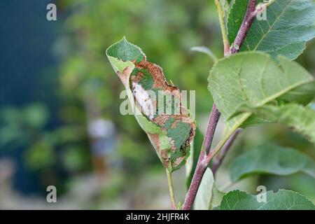 Apple leaves damaged by Choreutis pariana Apple Leaf Skeletonizer. The larvae (caterpillars) feed on fruit trees: apple, pear and cherry in orchards Stock Photo