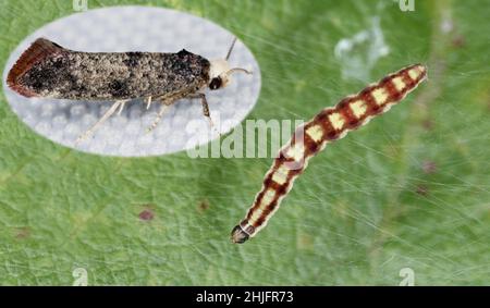 Swammerdamia pyrella is a moth of the family Yponomeutidae. It is found in Europe, North America and Japan. The larvae feed on fruit trees: apple, pea Stock Photo