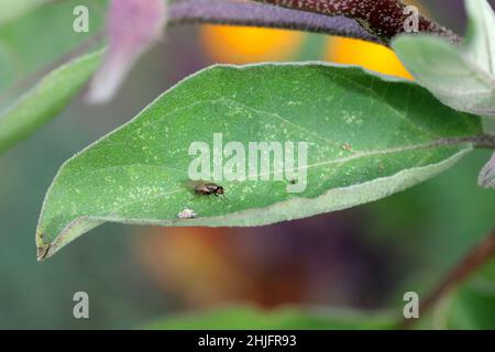 calliopum-is-a-genus-of-small-flies-of-the-family-lauxaniidae-an