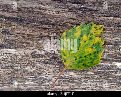 Close-up of autumn colored birch leaf on wood Stock Photo
