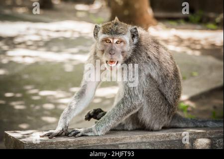 Screaming monkey. Face of wild animal showing its fangs. Macaque monkey at Sacred monkey forest. Ubud, Bali, Indonesia Stock Photo