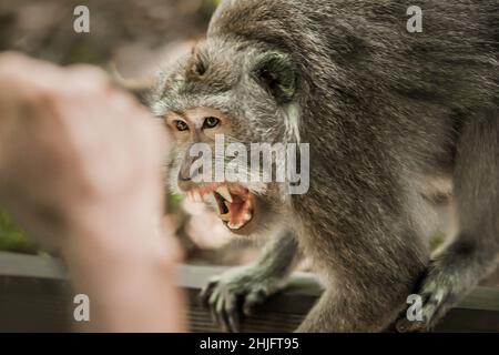 Screaming monkey. Face of wild animal showing its fangs. Macaque monkey at Sacred monkey forest. Ubud, Bali, Indonesia Stock Photo